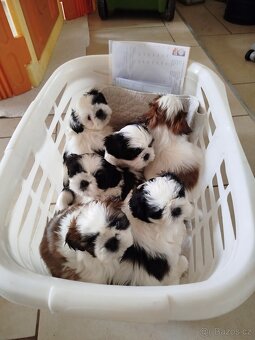 Shih-tzu s PP - šicu - 2