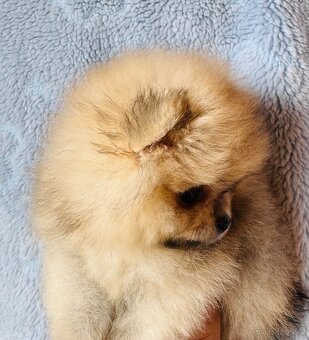 Pomeranian s PP - 2