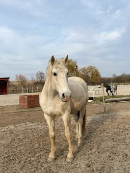 Lusitano valach - 2