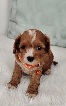 Cavapoo - 2