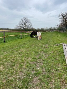 Prodám minihorse klisničku - 2