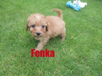 Maltipoo štěňátka - 2
