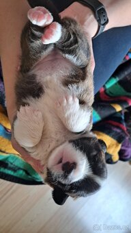 Welsh Corgi Cardigan - 2