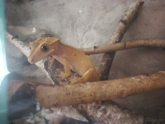 Terarium s Pagekonem řasnatým - 2