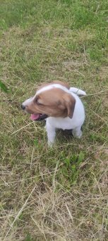 Jack Russell teriér - 2