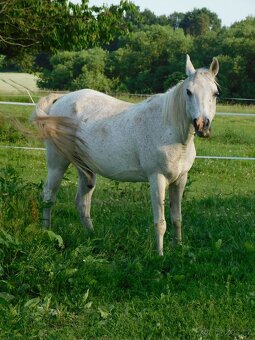 18 letý valach Arabský plnokrevník se zdravotním omezením - 2