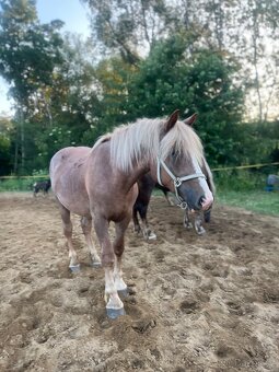 Prodám kobylku ČMB, 2r - 2