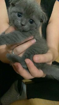 Skotská klapocha koťata - 2