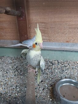 Korela chocholatá - 2