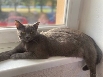 Ruská modrá kočka - 2