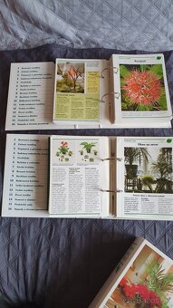 Pokojové květiny od A do Z - 2