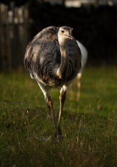 Nandu pampový, samice - 2