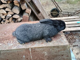 Německy obrovity x Velky světlý stříbřitý - 2