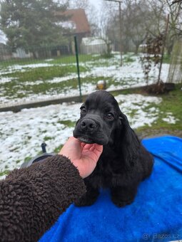 Štěňátko - americký kokršpaněl s PP - 2