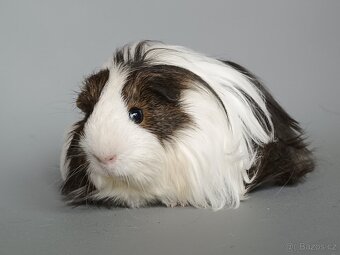 Dlouhosrsté morče - 2