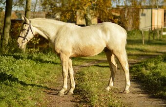 Charakterní a jednoduchý valach - 2