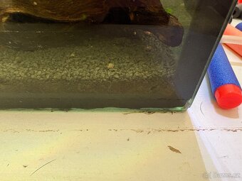 Prodám  Axolotla - Akvarium s vybavením - 2