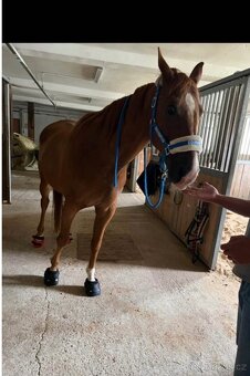 Botičky pro koně - 2