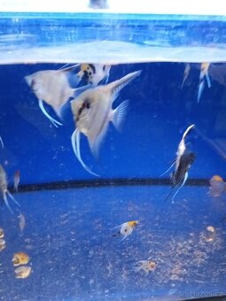 Skalára amazonská - 2