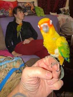 Aratinga sluneční - 2