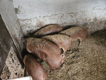 Domácí vykrmené prase - 2