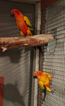 Aratinga sluneční 1.1, r. 21, - 2