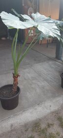 Kolokazie jedlá-Taro - 2