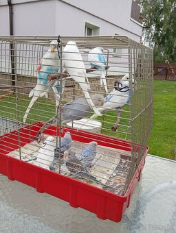 Loňské andulky a korelu - 2