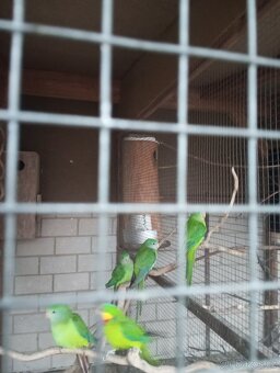 Papoušek nadherny - 2