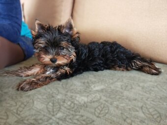 Jorkšírský teriér s PP - 2