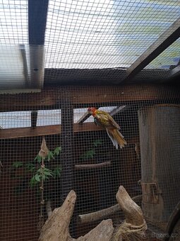 Rosela Pestrá - samice - 2