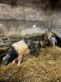 Prodám prasnice, kance - 2