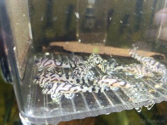Hypancistrus L236 SW - 2