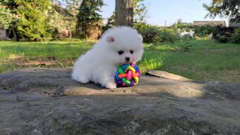 Bílá Pomeranian štěňata - 2
