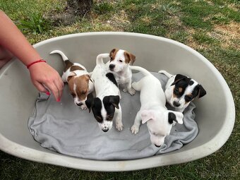 Jack Russell terier - 2