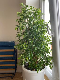 Fikus benjamín - 2