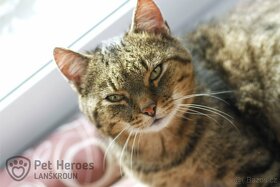 Tracy ❤ kocour pohodář ❤ - 2