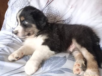 Australský ovčák bez PP pes (světle růžový obojek) - 2