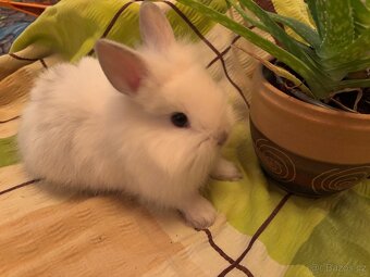 Prodám vymazlené zakrslé králíčky - 2
