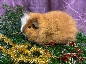 Morčátko chlapeček s PP - 2