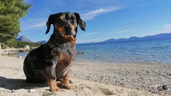 Hledám nevěstu - 2