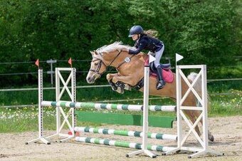 Pony do sportu 135cm - 2