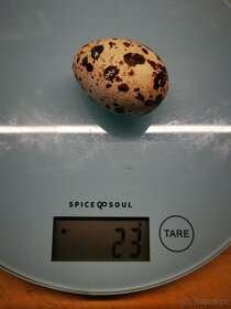 Vejce křepelek, křepelky, násadová vajíčka - 2
