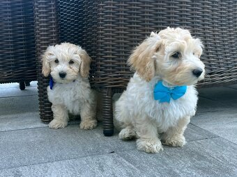 Maltipoo šteniatko, maltezák, pudel - 2