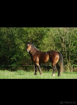 Hřebec Welsh Cob D - Připouštění - 2