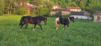 2letá kobylka Nena - Barock pinto - 2