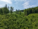 Prodej lesní pozemek, 7 184 m², Koryčany, Kroměříž - 2