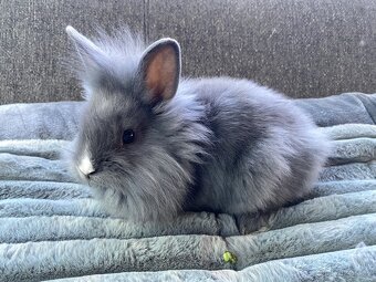 Králíček sameček 🐇🍀 - 2