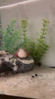 Axolotl mexický - 2