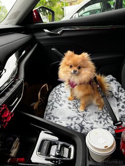 Pomeranian fenka s PP - 2